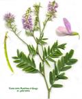 French lilac ،  Italian fitch، professor-weed